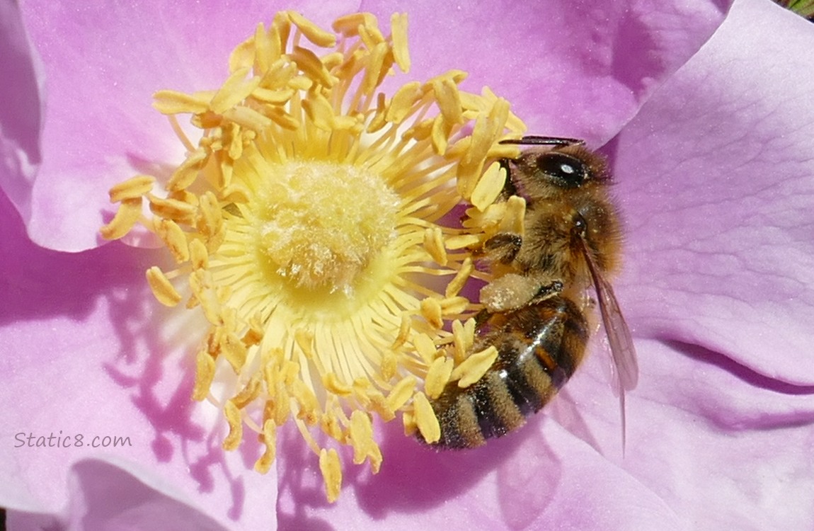 Close up of a Honey Bee in a pink rose bloom