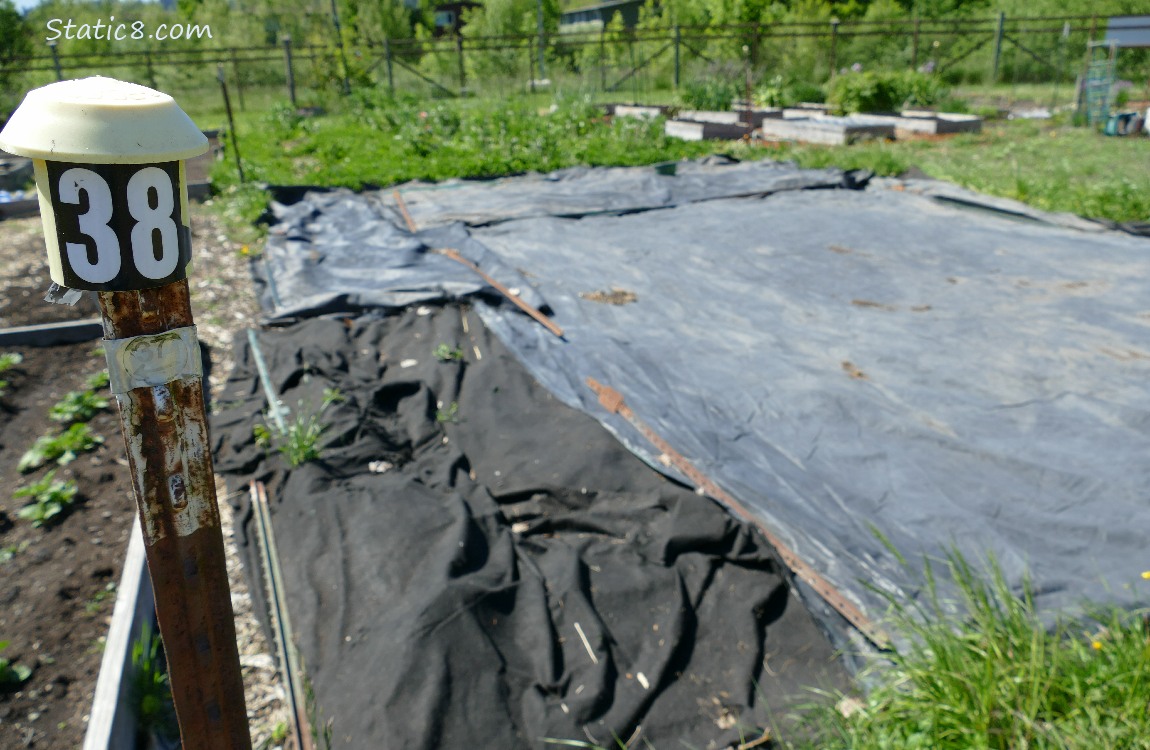 Garden plot covered with tarps