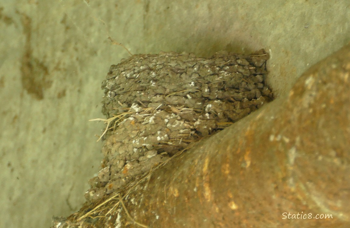 Barn Swallow nest
