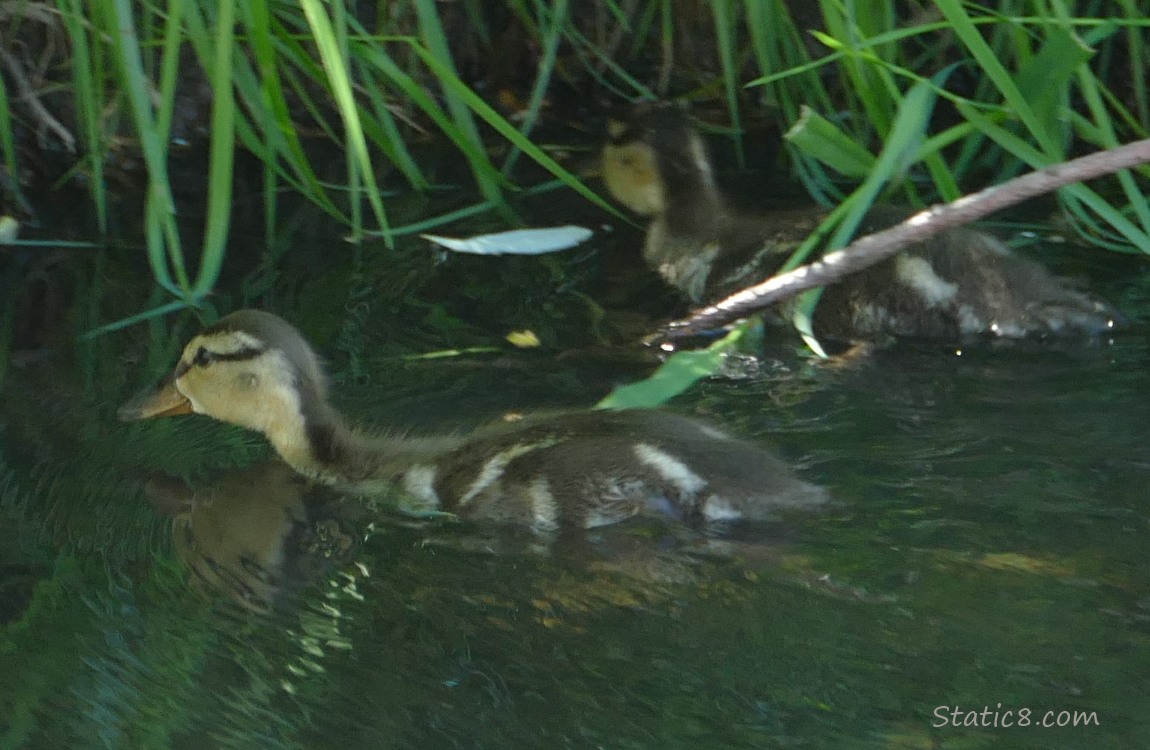 Two ducklings paddling near the edge of the creek, under hanging grass