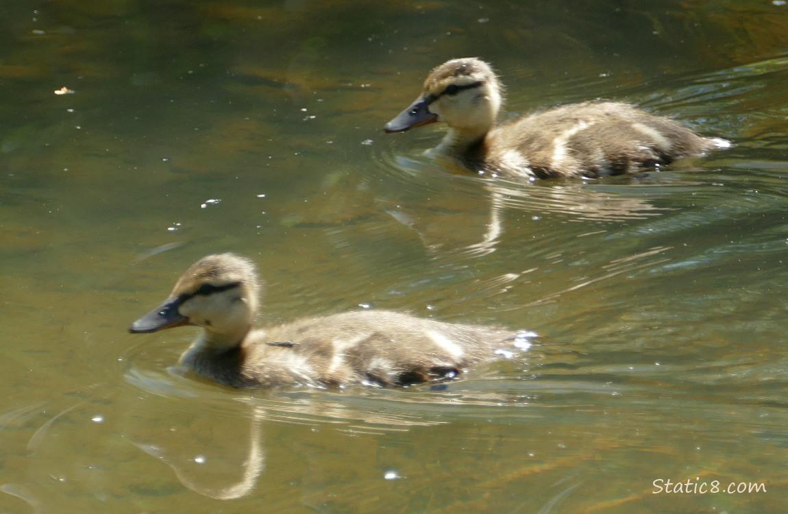 Two ducklings paddling on the water