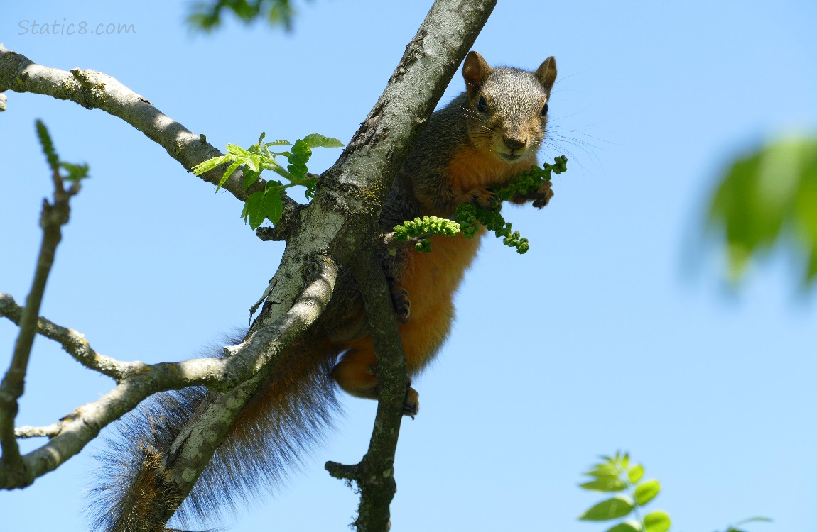 Squirrel up on a twig, blue sky behind