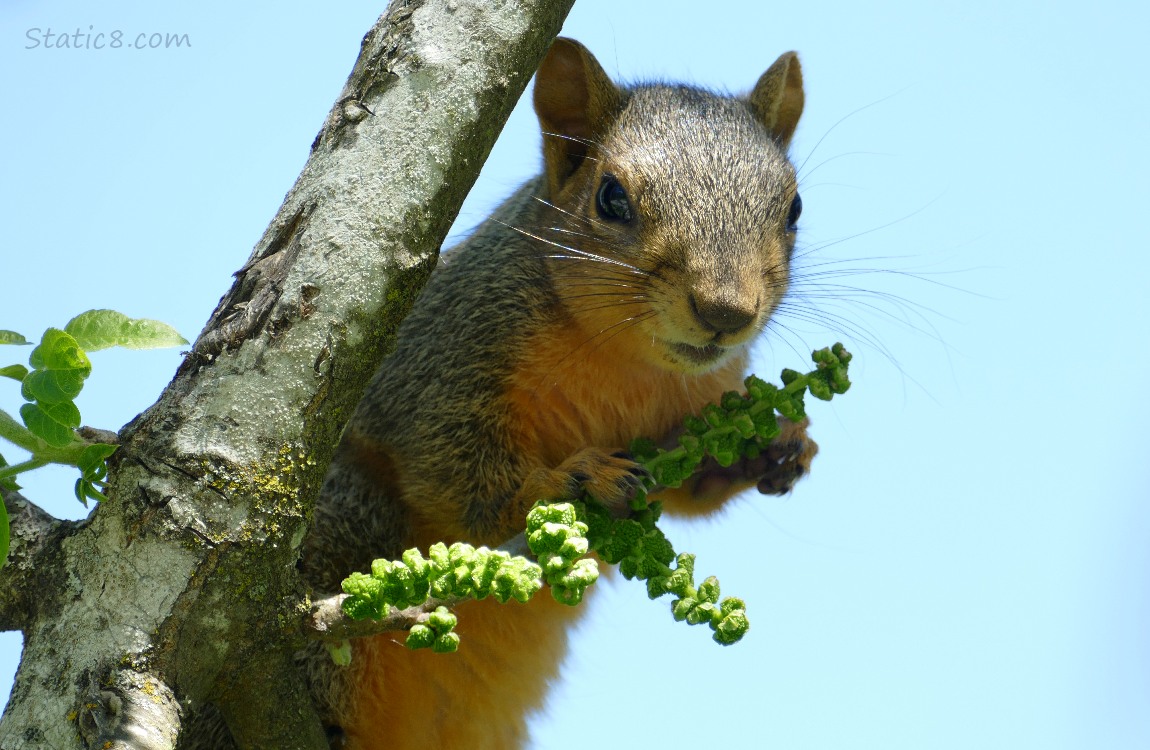 Close up of a Squirrel up on a twig, blue sky behind