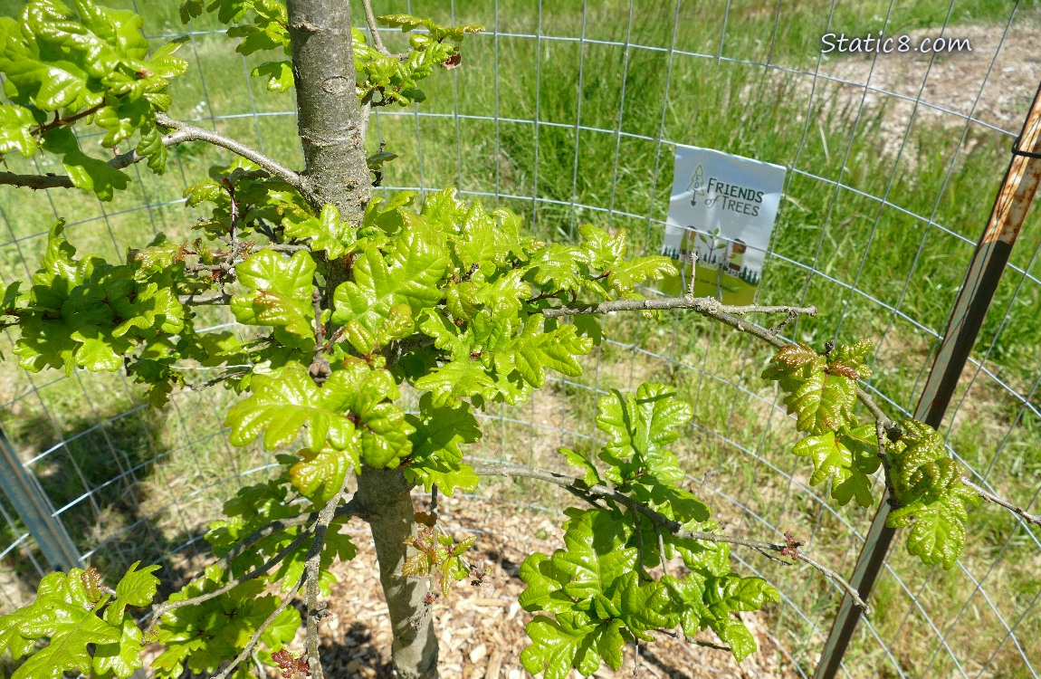 Looking down at White Oak sapling leaves and trunk