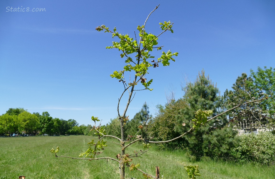 Sapling in front of a grassy area and blue sky