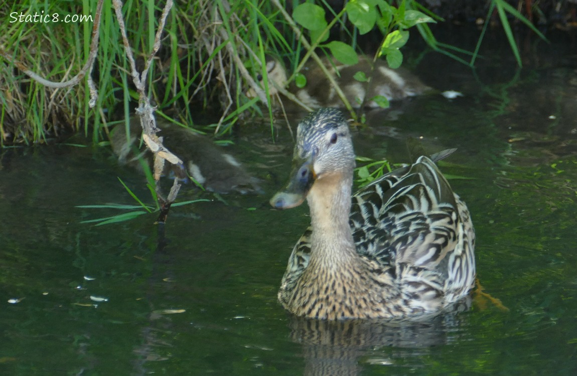 Mama Mallard paddling on the water with two duckings behind her