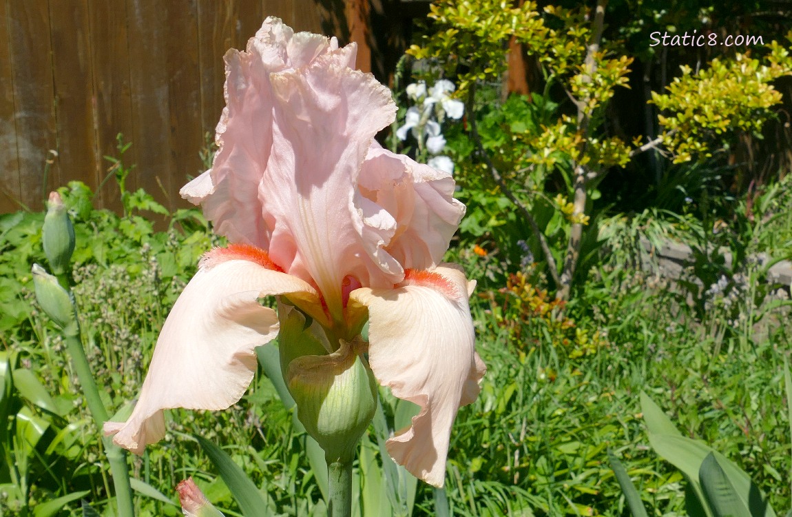 Pink Iris bloom in front of a wood fence