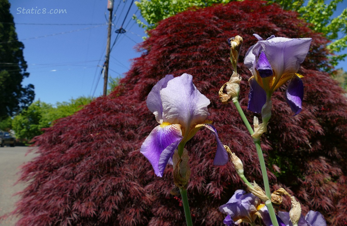 Purple Iris blooms in front of a red tree