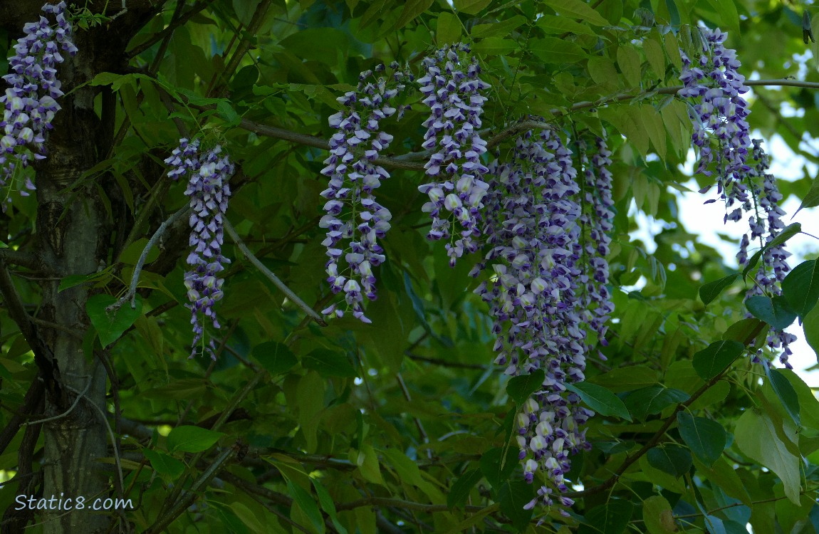Wisteria blooms hanging down