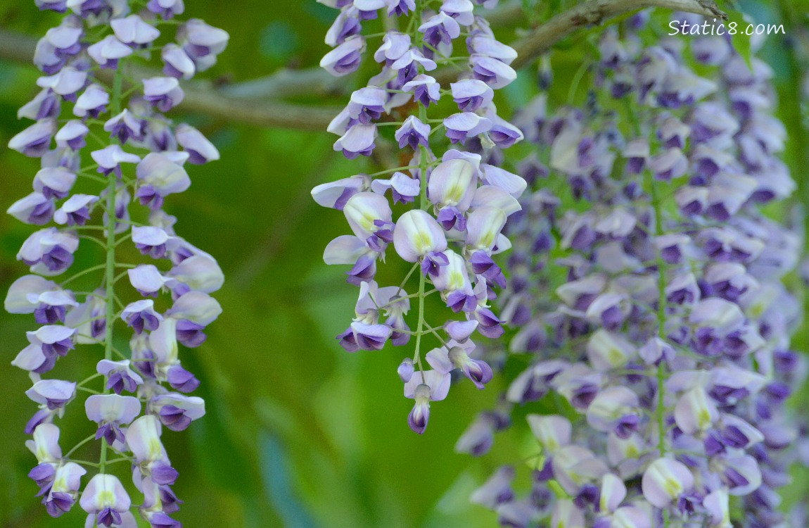 Close up of Wisteria blooms