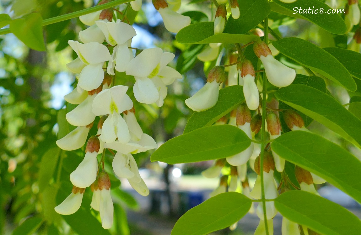 Black Locust flowers on the tree