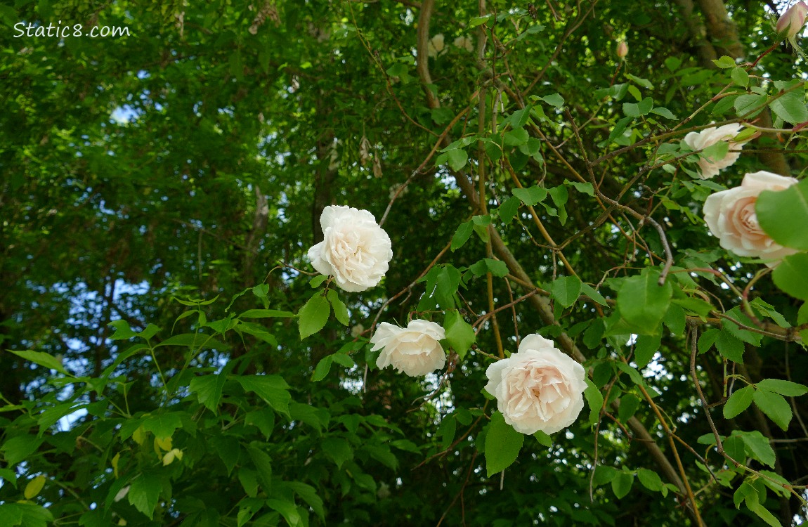 Climbing roses