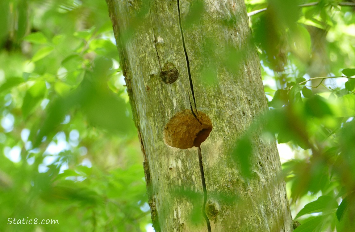 Woodpecker hole in a dead tree trunk