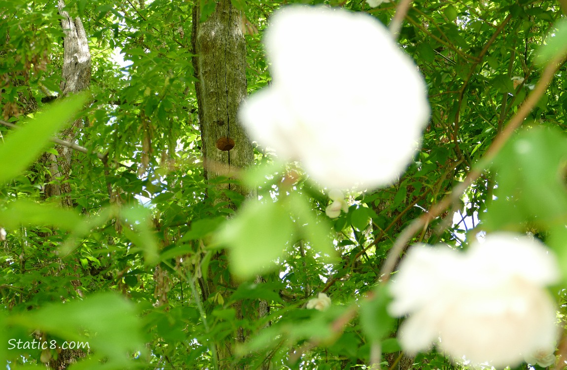 Woodpecker hole in a dead tree, past a blurry rose