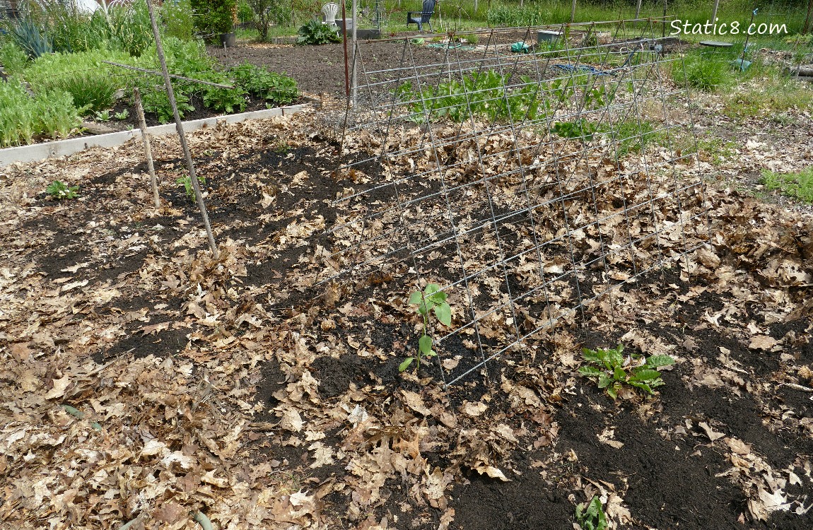 Garden Plot
