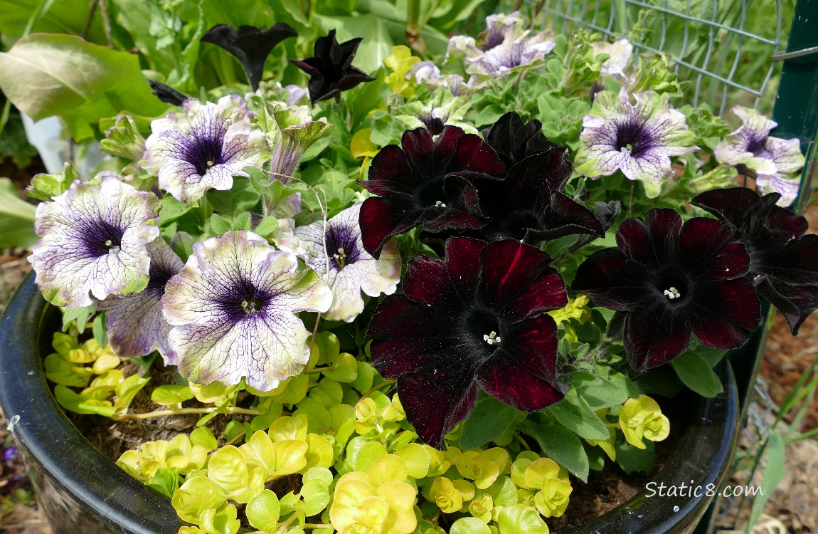 Petunia blooms in a pot