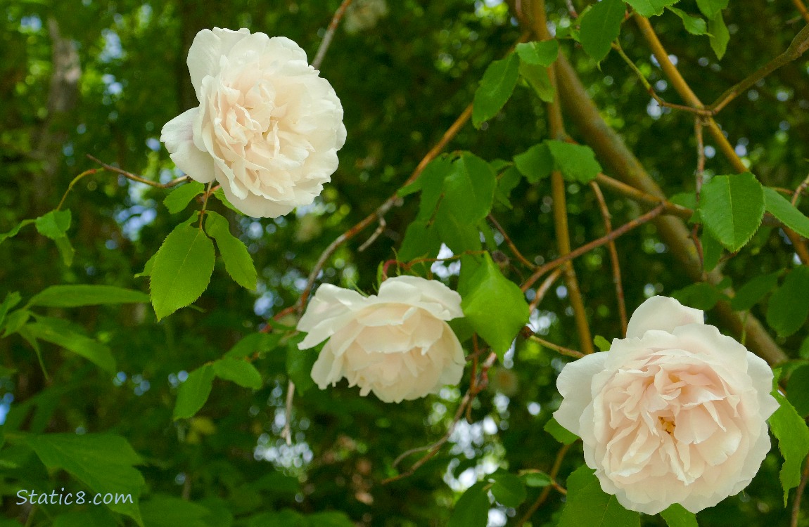 Delicate pink rose blooms