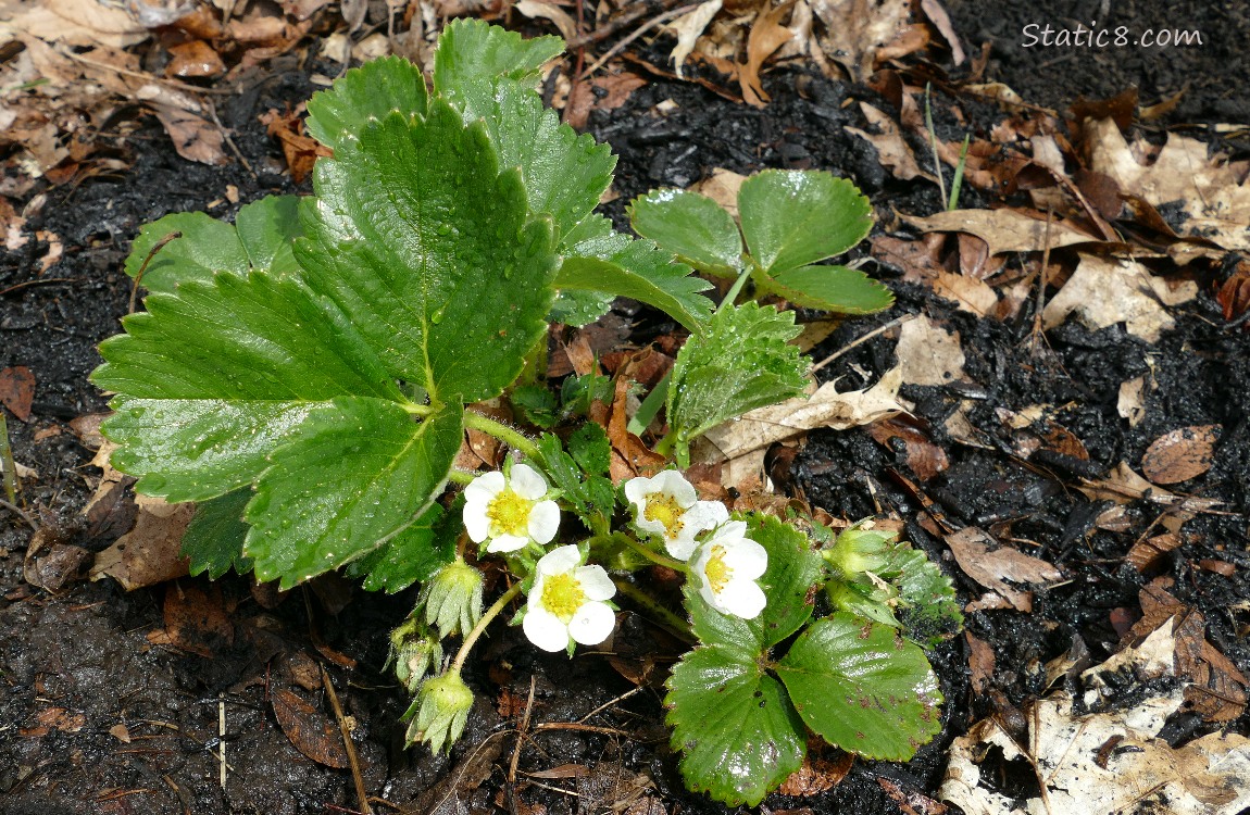 Strawberry plant with some blooms on it
