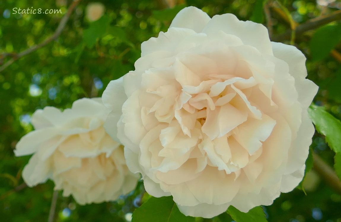 delicate pink rose blooms