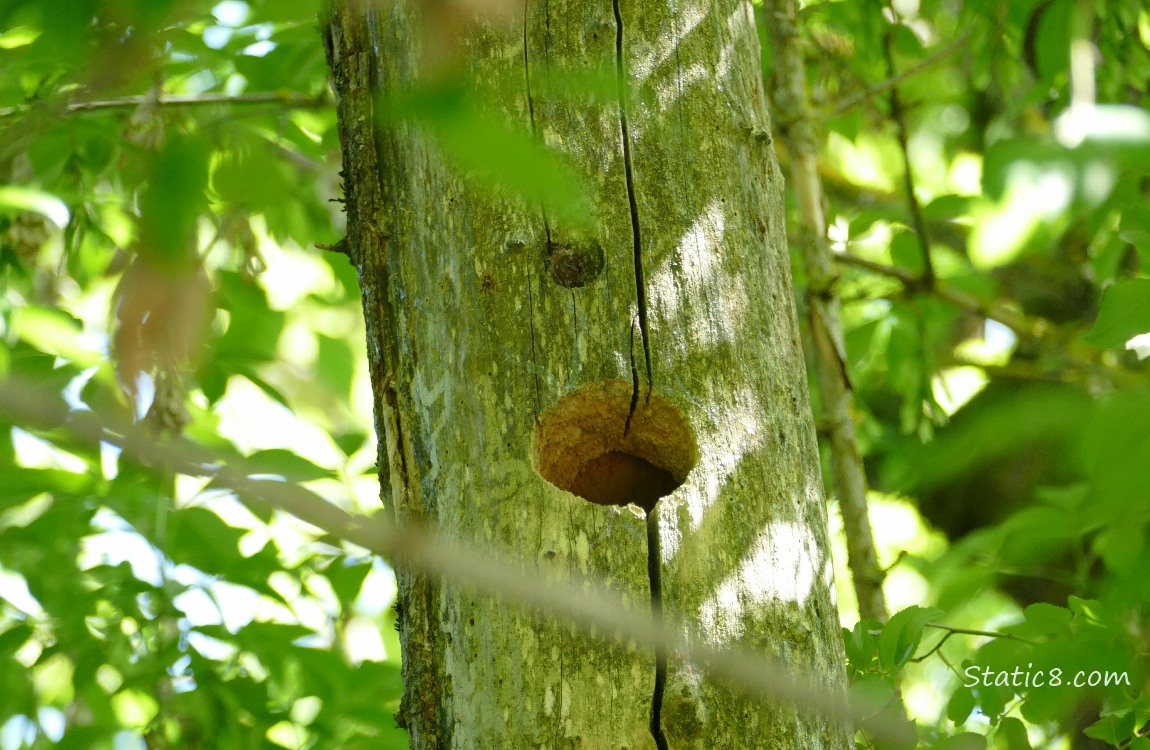 Woodpecker hole in the trunk of a dead tree