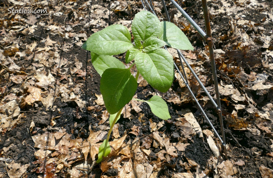 Small sunflower plant growing in the garden