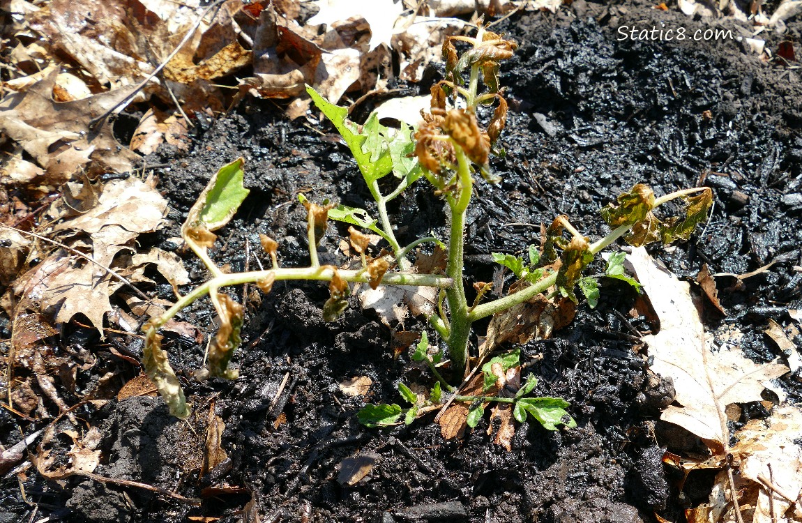Small top dead tomato plant growing inthe ground
