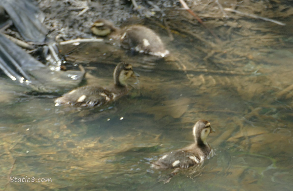 Three ducklings paddling in water near the bank of the creek