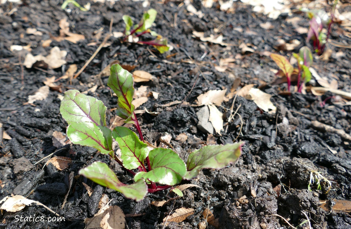 Beets growing in the dirt