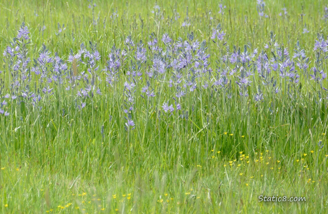 Camas blooms and buttercup blooms in the grass