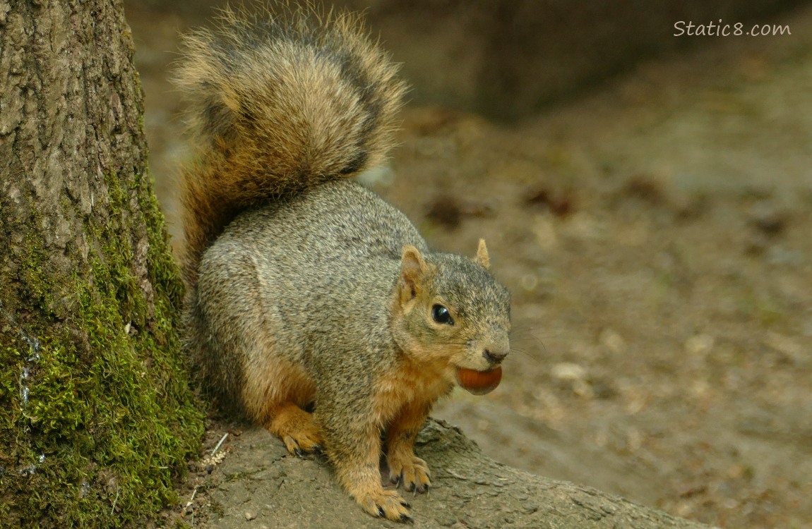 Squirrel sitting next to a tree trunk, with a nut in her mouth
