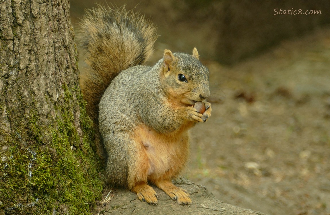 Squirrel standing next to a mossy tree trunk, eating a nut