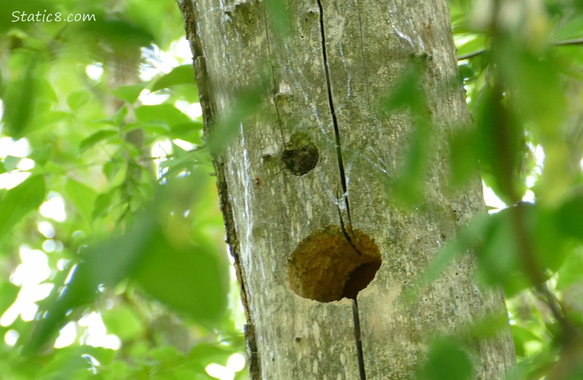 Woodpecker hole in dead tree trunk, with a snails slime trail around it