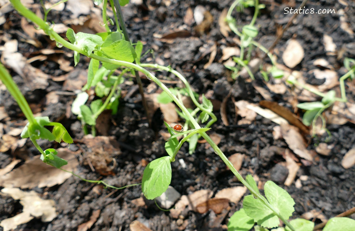 Ladybug walking along the leaf of a pea plant