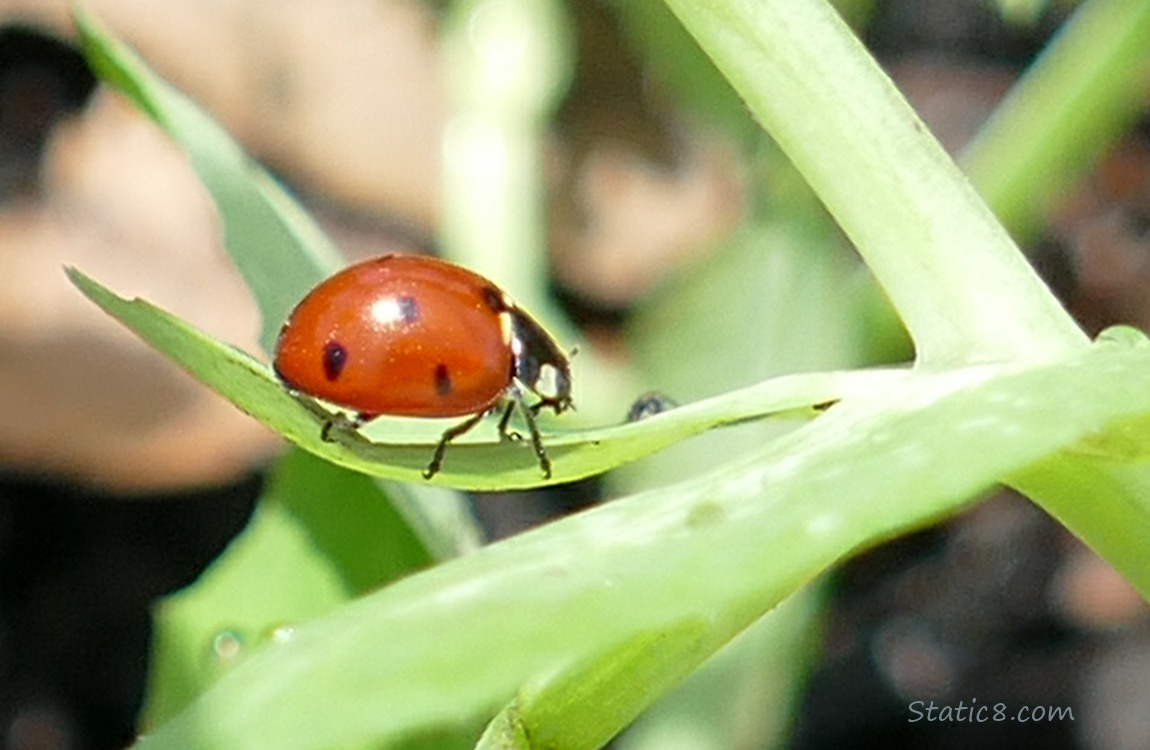 Ladybuy standing on a green leaf
