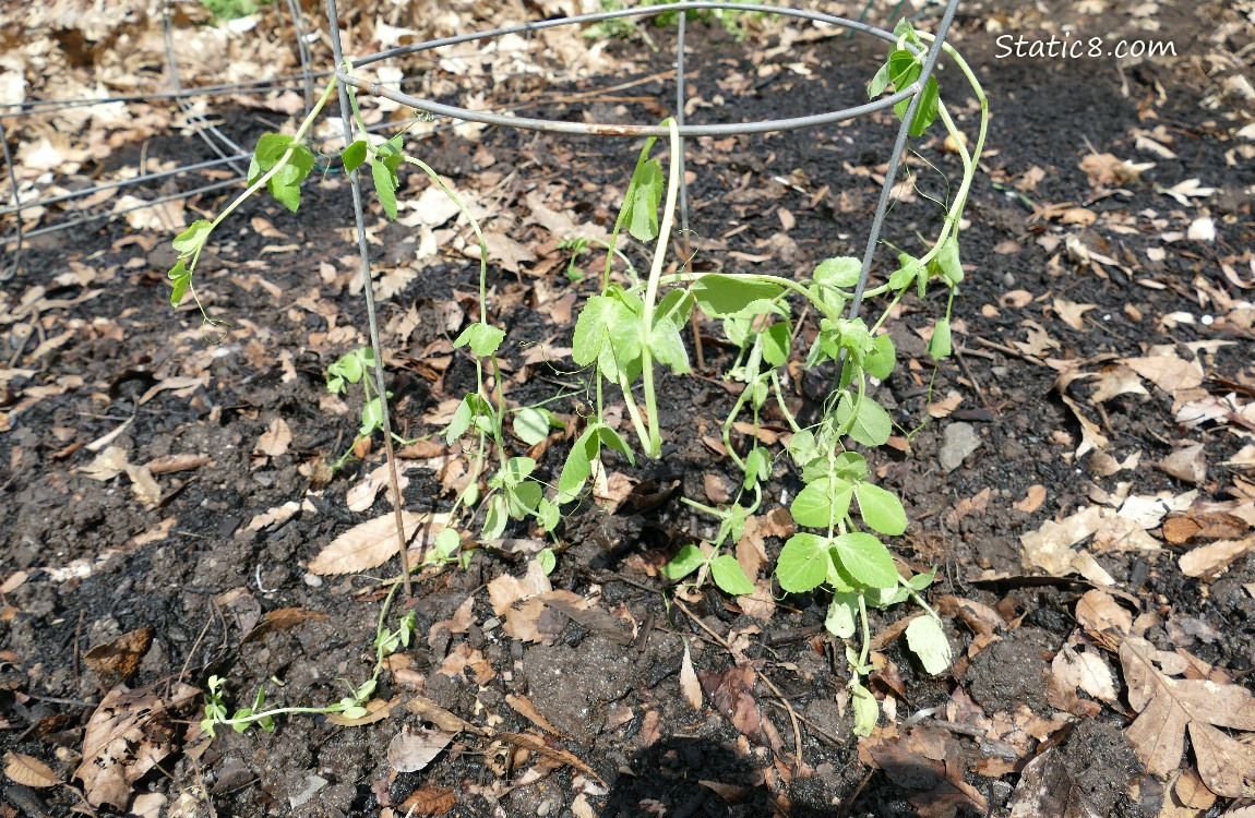 pea plants looking pathetic