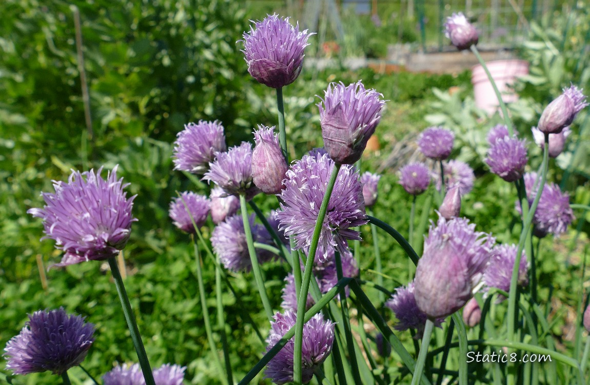 Purple Chive blooms