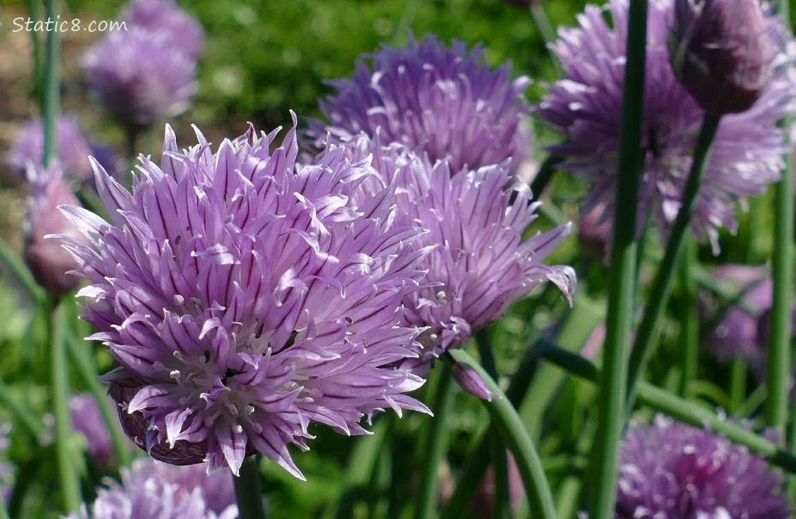 Close up of purple Chive Blooms