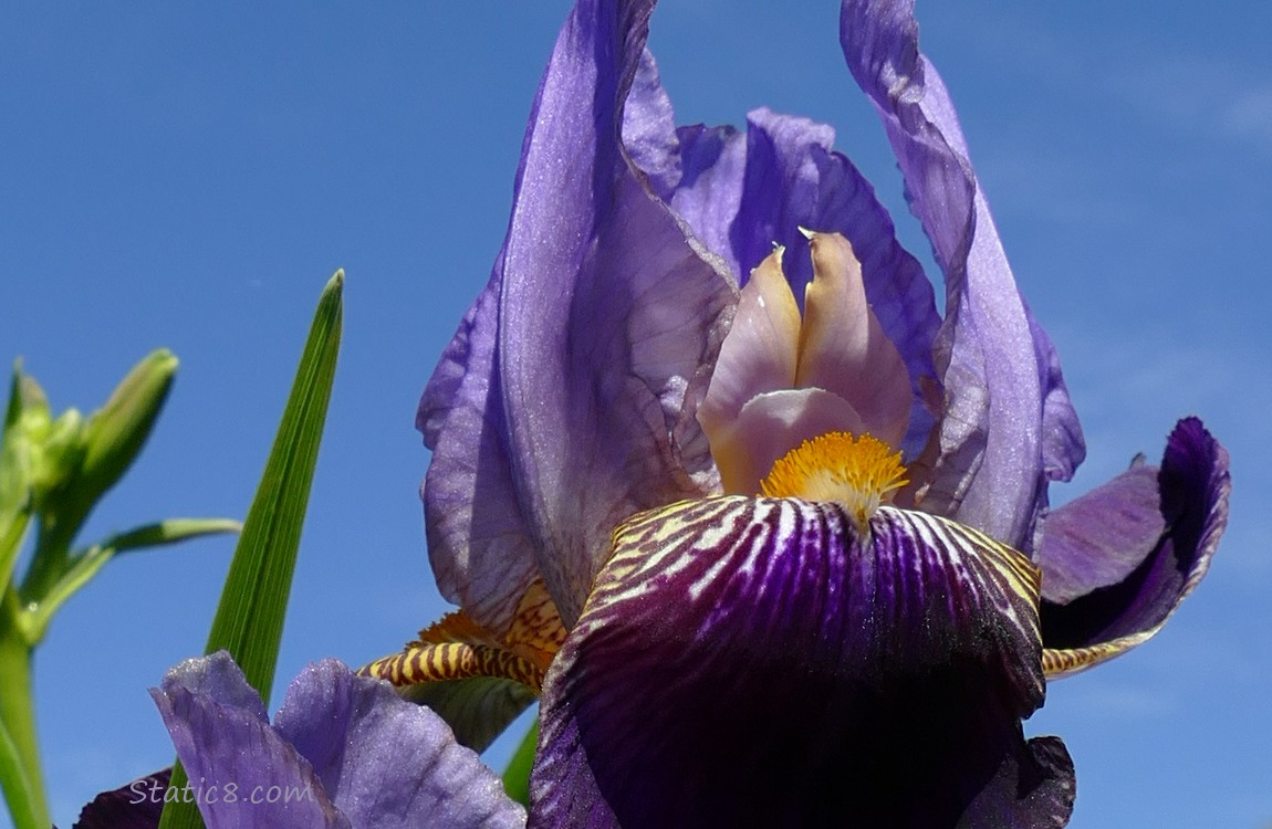 Close up of a purple Iris in front of the blue sky