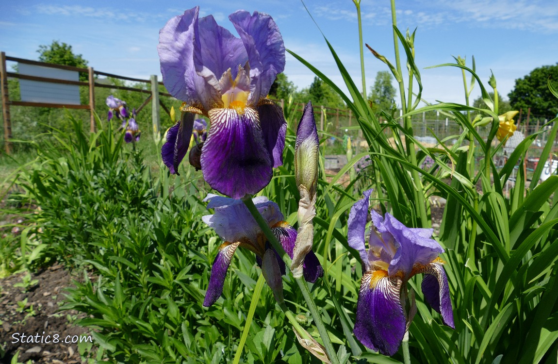 Purple Irises near the back fence of the Community Garden and blue sky