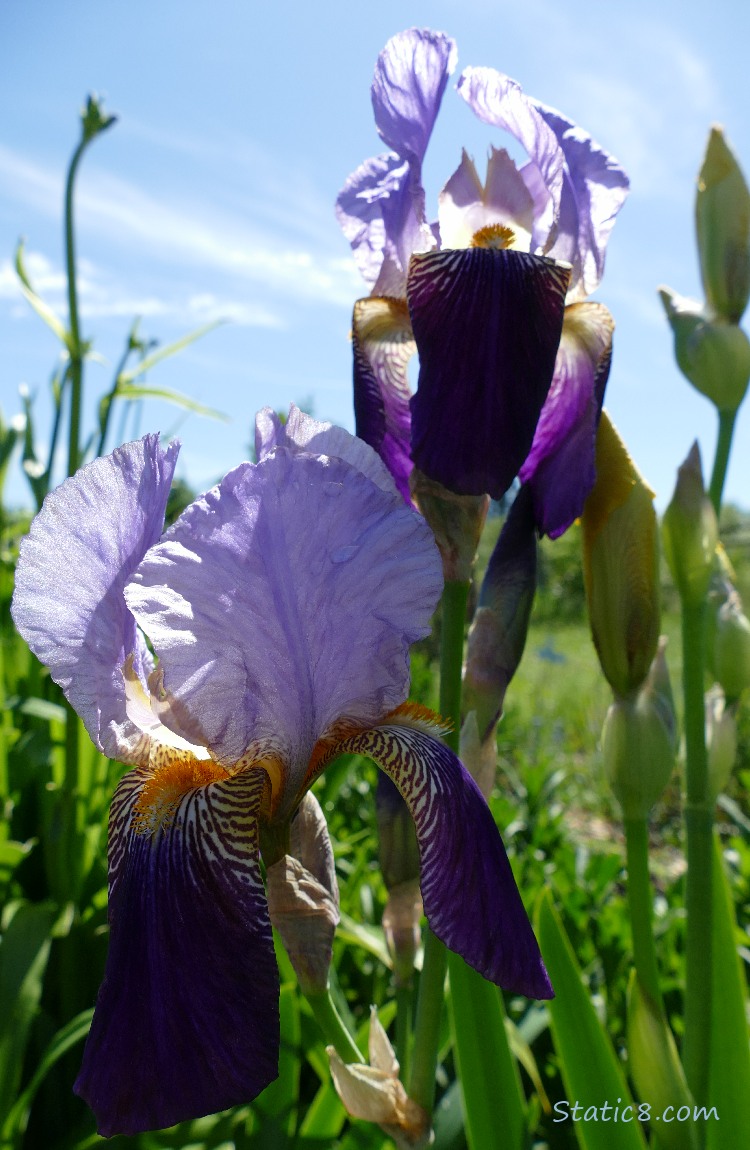 Purple Iris blooms