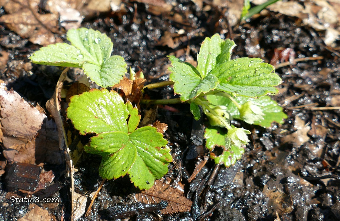 Small Strawberry plant growing in the dirt