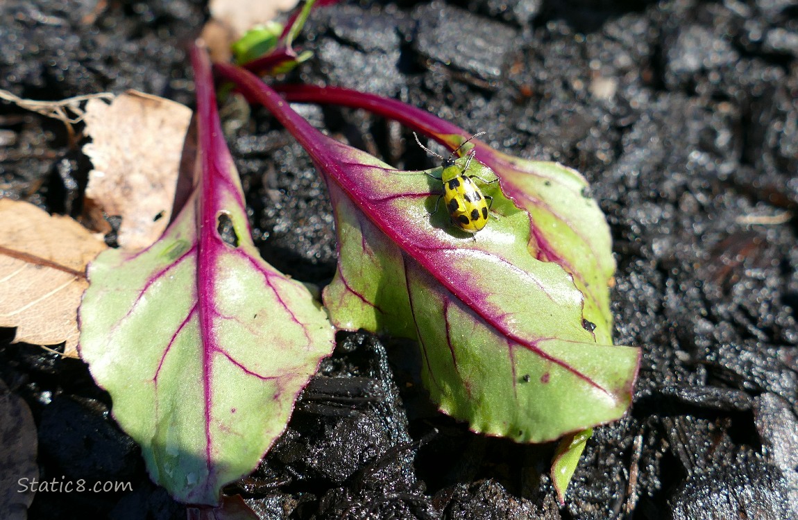 Spotted Cucumber Beetle on a drooping Beet plant
