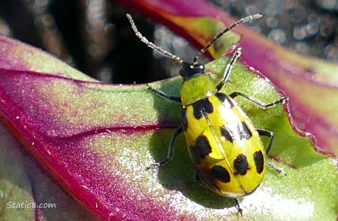 Close up of a Spotted Cucumber Beetle on a Beet leaf