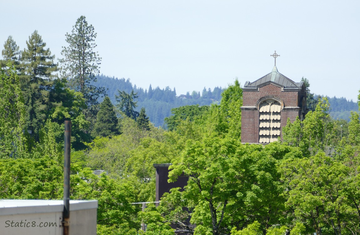 Church steeple surrounded by trees