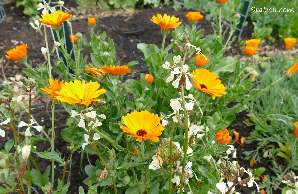 Calendula blooms with spent Wallflowers