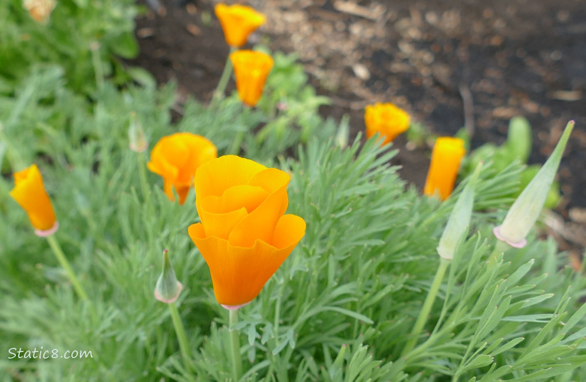 California Poppy blooms