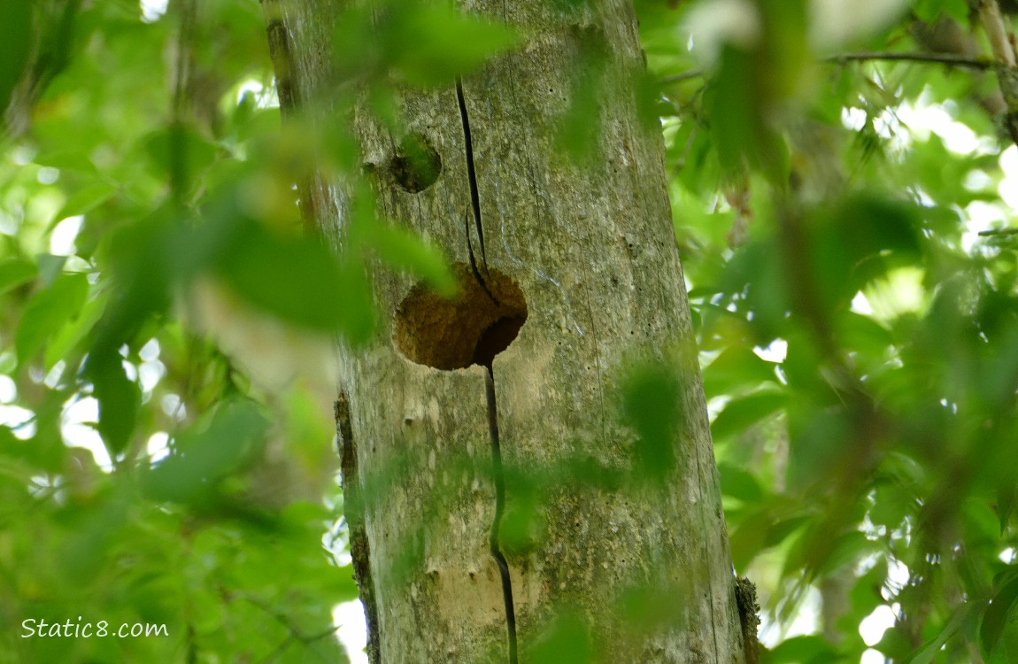 Woodpecker hole in a dead tree trunk