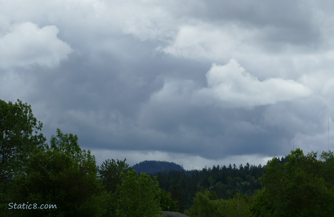 Grey clouds over the trees