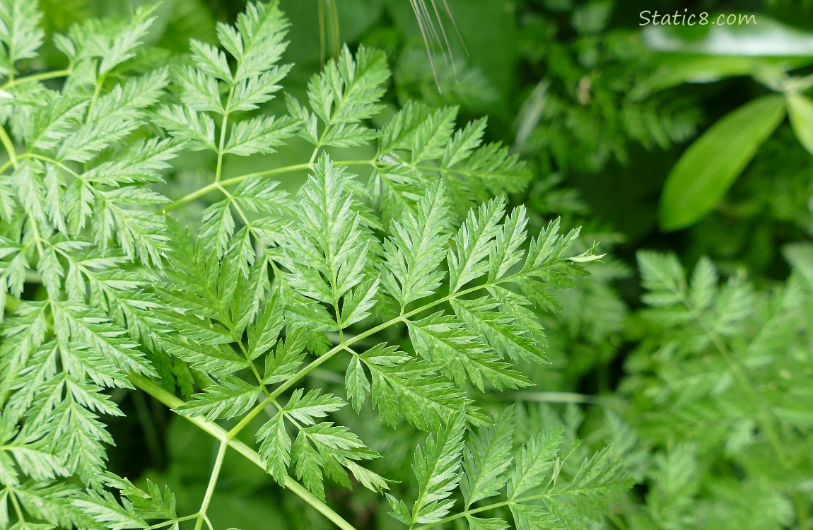 Poison Hemlock leaves