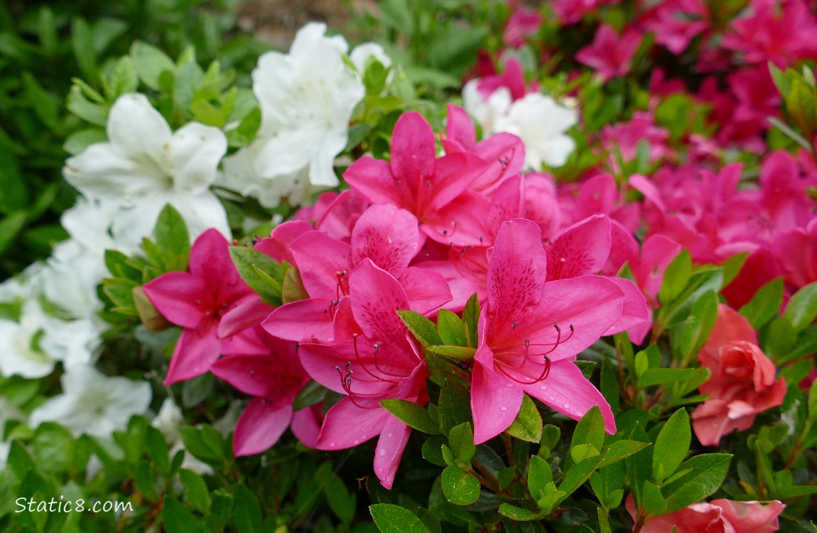 Pink clusters of Rhododendron blooms in front of white blooms